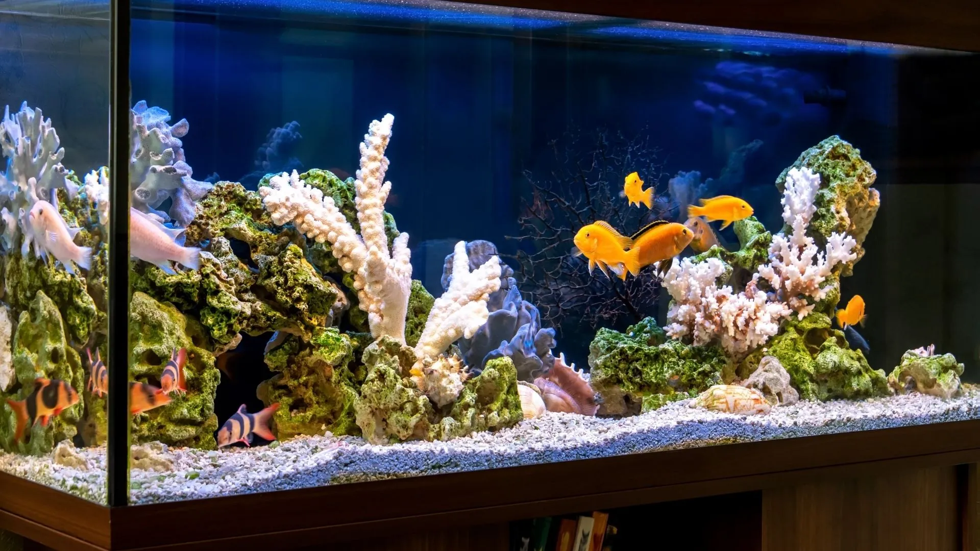 Cómo proteger tu acuario con agua de ósmosis